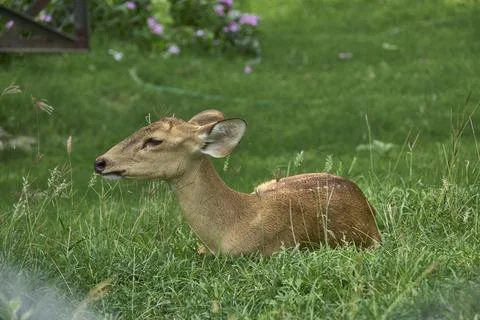 A deer is relaxing Foto stock