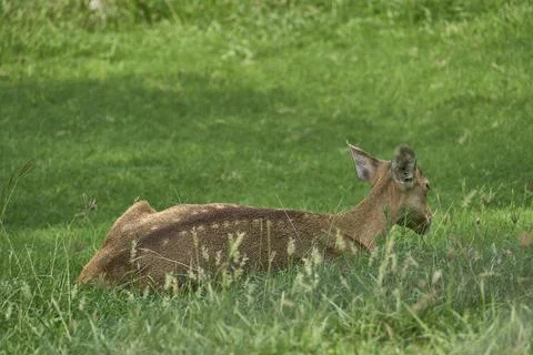 A deer is relaxing Stock Photos