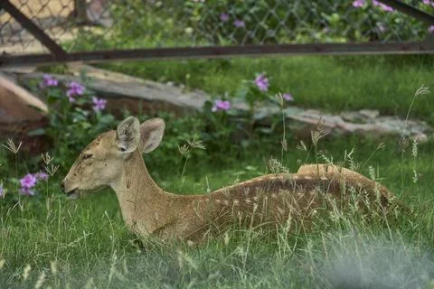 A deer is relaxing Stock Photos