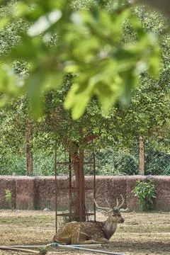 A deer is relaxing Stock Photos