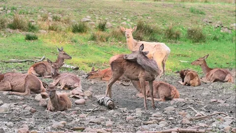 Deer Relaxing in the Shade Video stock 195105516