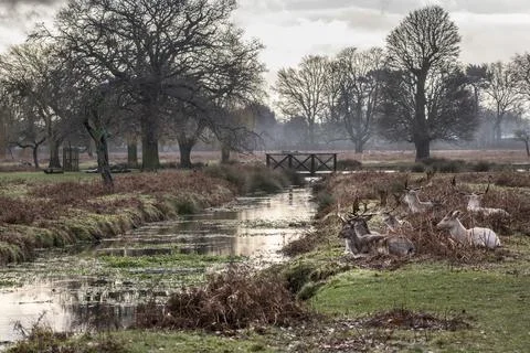 Deer relaxing by stream Stock-Fotos