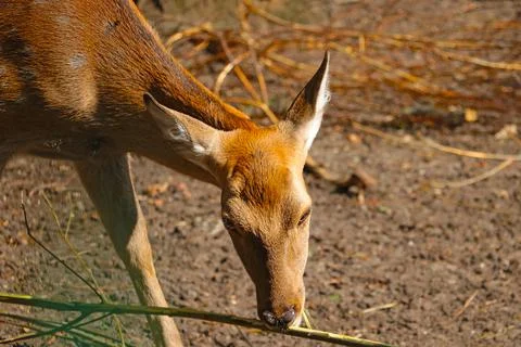 A deer removes young bark from a tree in the forest. 스톡 사진
