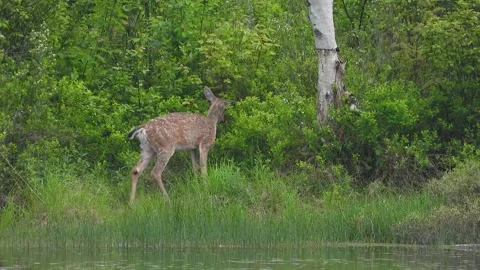 Deer Repeatedly Stomping and Tail Swishing as Insect Avoidance Stock Footage 325631754