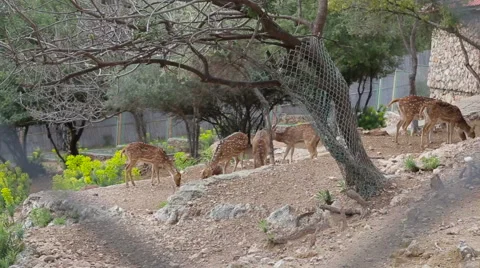 Deer in the reserve are on the stone slope Stock Footage 63210097