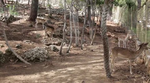 Deer in the reserve are on the stone slope Stock Footage 63379328
