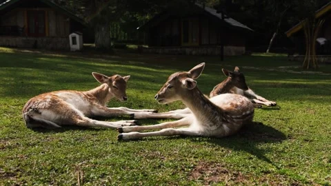 Deer resting and chewing grass in a sunlit field Stock Footage 324573287