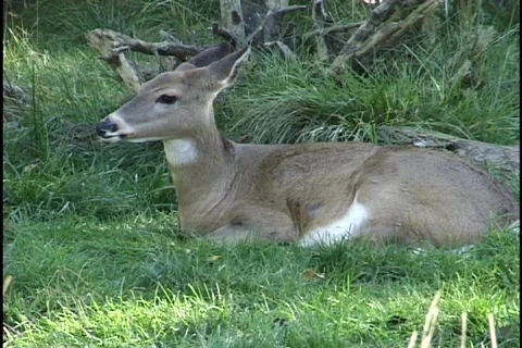 Deer Resting Stock Footage 297381