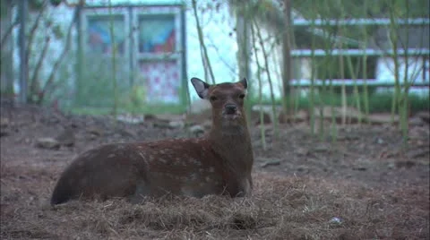 Deer resting Stock Footage 11078781