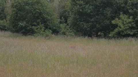 Deer resting Vídeos de archivo 132748053