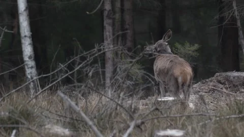 Deer resting on a forest clearing in early spring, sunlight highlights thei.. Video stock 307413481