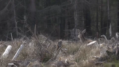 Deer resting on a forest clearing in early spring, sunlight highlights thei.. Stock Footage 309515047