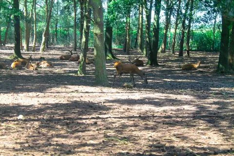 Deer Resting in a Forest Clearing Stock Photos