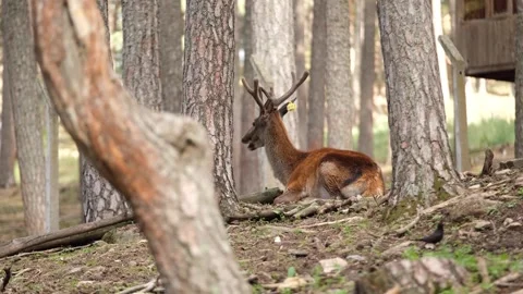 Deer resting in forest farm Stock Footage 293992035