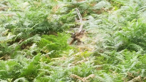 Deer resting in forest Stock Footage 246274799