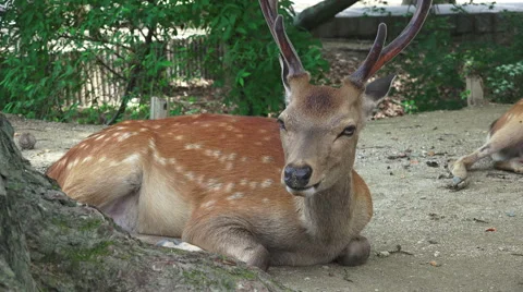 Deer Resting On Forest Ground Stock Footage 48035390
