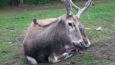 A deer resting on the grass and demonstrates antlers on a camera during moulting Stock Footage 145612723
