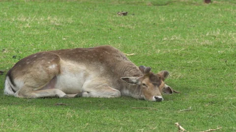Deer. Resting in the grass and eating her 스톡 동영상 114289904
