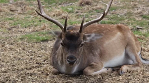 Deer resting on grass Stockbeeldmateriaal 56496028