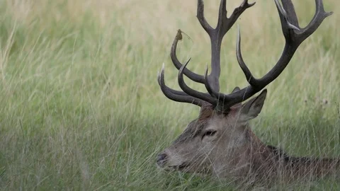 Deer resting in the grass Stock-Footage 82722543