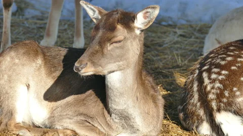 Deer resting on the grass Video stock 172435720