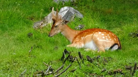 Deer resting in grass near rocks during daytime in a forest setting Video stock 337452448