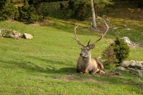 Deer resting on the grass Stock Photos