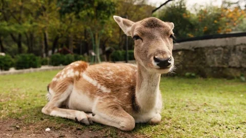 Deer resting on grass while calmly chewing Stock Footage 324573459