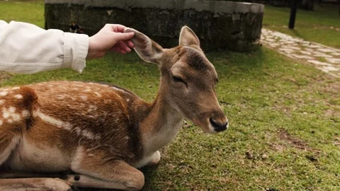 Deer resting on grass while a human hand gently strokes it Stock Footage 324573636