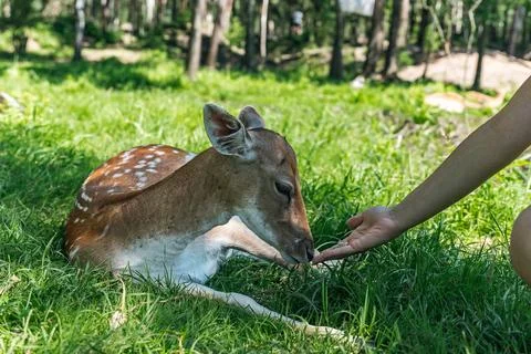 Deer resting in a grassy area. The deer has a light brown coat with white s.. Stock Photos