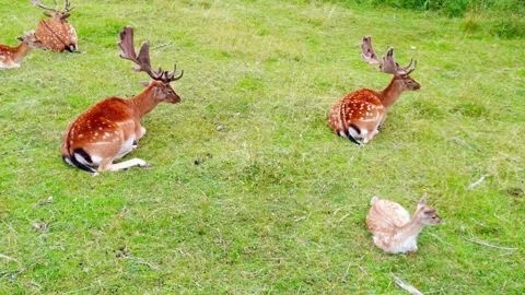 Deer Resting on Ground Stock Footage 310855198