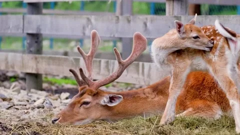 Deer Resting on Ground Stock Footage 310855199