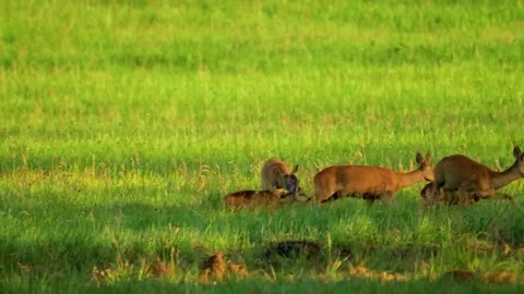 Deer Resting on Ground Stock Footage 323138309