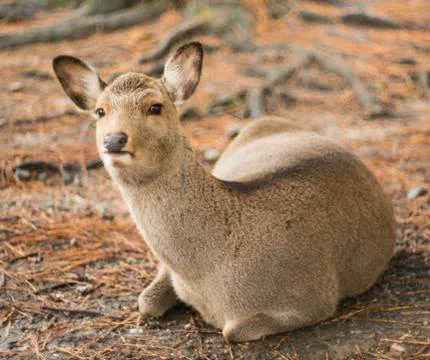 Deer resting on the ground with a funny expression. Stock Photos