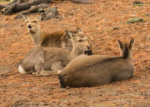 Deer resting on the ground with a funny expression. Stock Photos