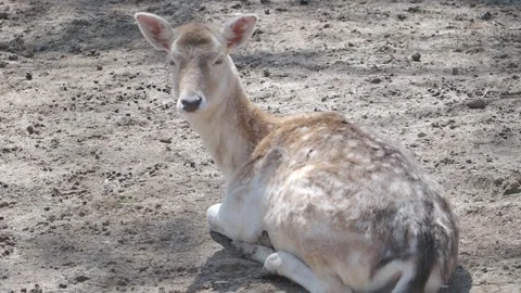 Deer resting on the ground near trees in a natural setting Stock Footage 345697415