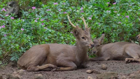 Deer is resting on the ground next to the flower garden. Stock Footage 289716784