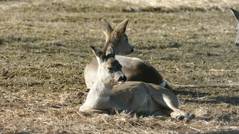 Deer resting lying on the grass Vídeo Stock 117362526