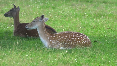 Deer resting lying on the grass 動画素材 117763595