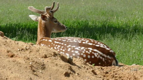 Deer resting lying on the grass Video stock 118250445