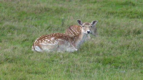 Deer resting lying on the grass Stock Footage 138316484