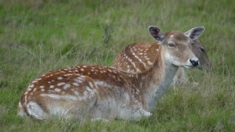 Deer resting lying on the grass Stock Footage 138316781