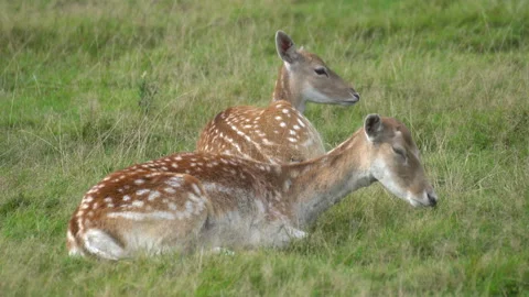 Deer resting lying on the grass 스톡 동영상 138316782