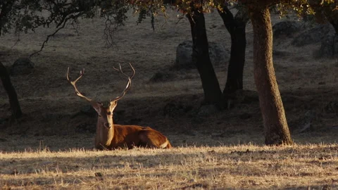 Deer resting lying in the sun Stock Footage 103052987