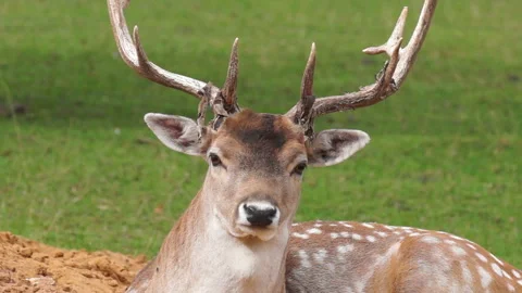 Deer resting on the mountain of warm sand 動画素材 107852072