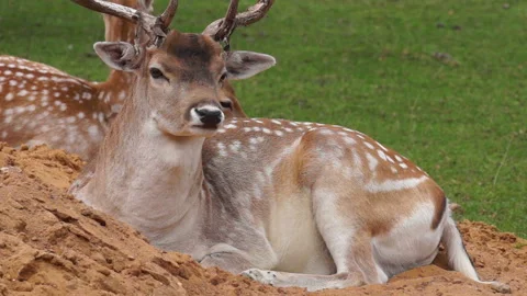 Deer resting on the mountain of warm sand Video stock 107852080