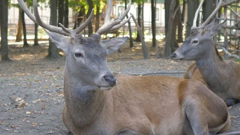 Deer resting in the paddock in the Park Stock Footage 94684514