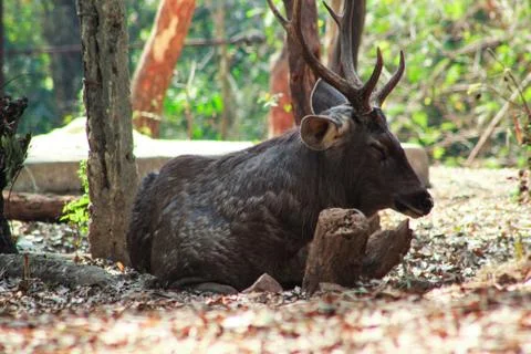 Deer resting in a park Stock-Fotos