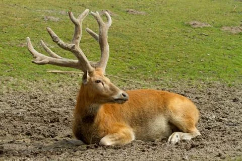 Deer resting Stock Photos