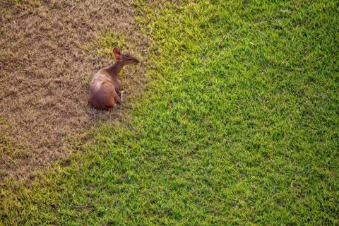 Deer resting Stock Photos